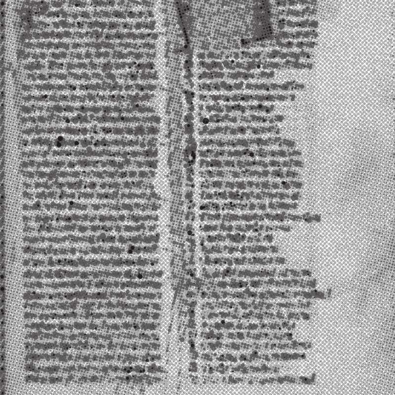 Hadewijch of Antwerp